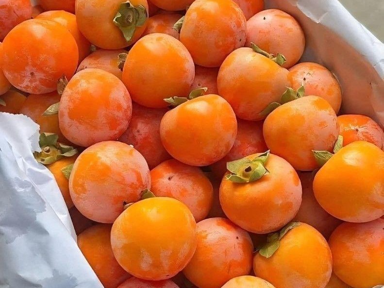 Rojo Brillante Xurma Ağacı